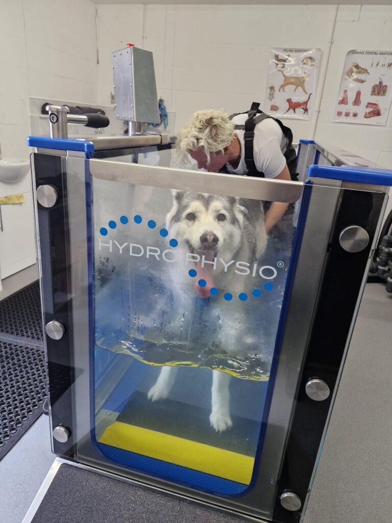 Canine hydrotherapy