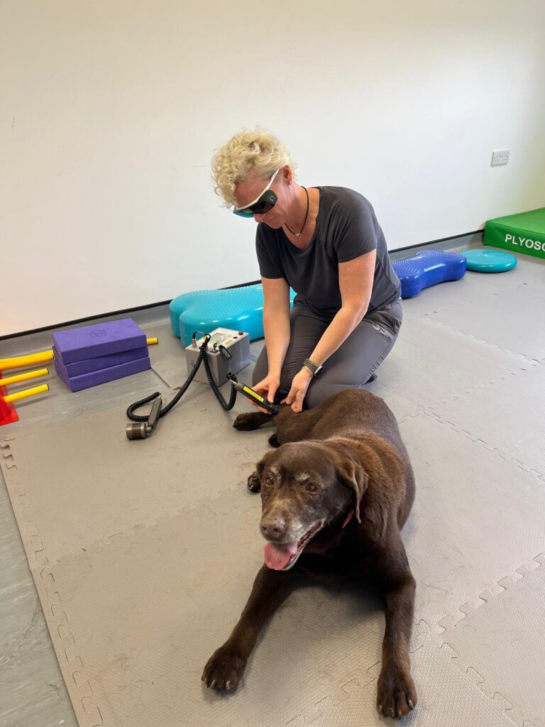 Canine Electrotherapy