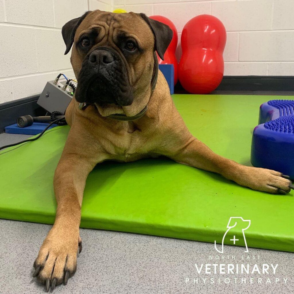 Canine Physiotherapy